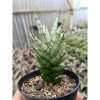 1425. Sansevieria Kesya