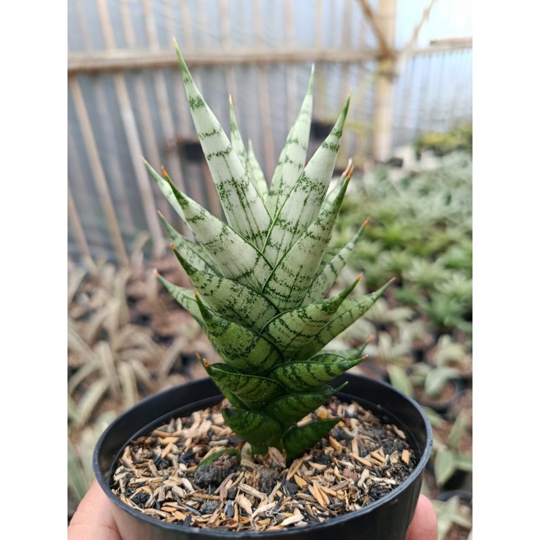 1425. Sansevieria Kesya