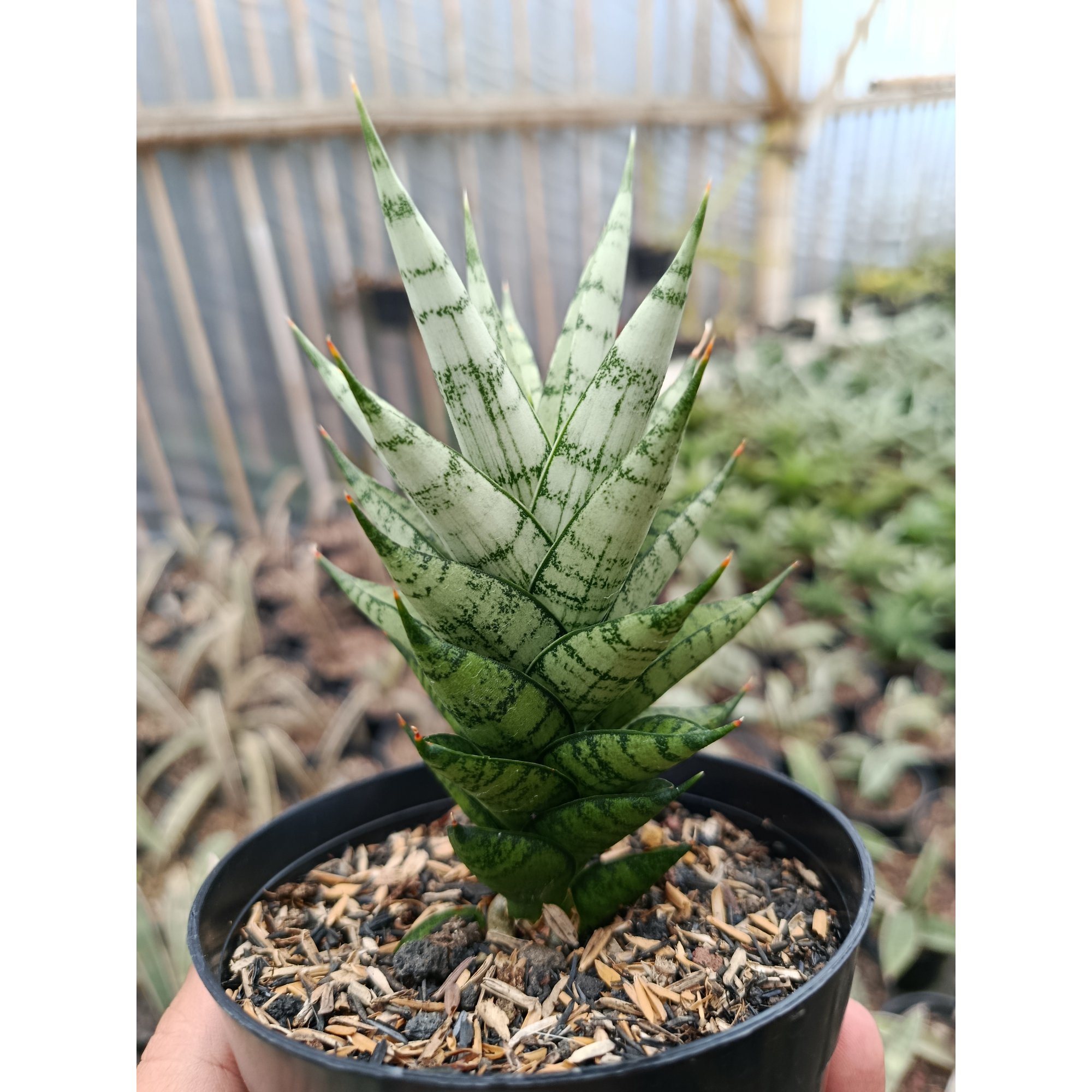 1425. Sansevieria Kesya