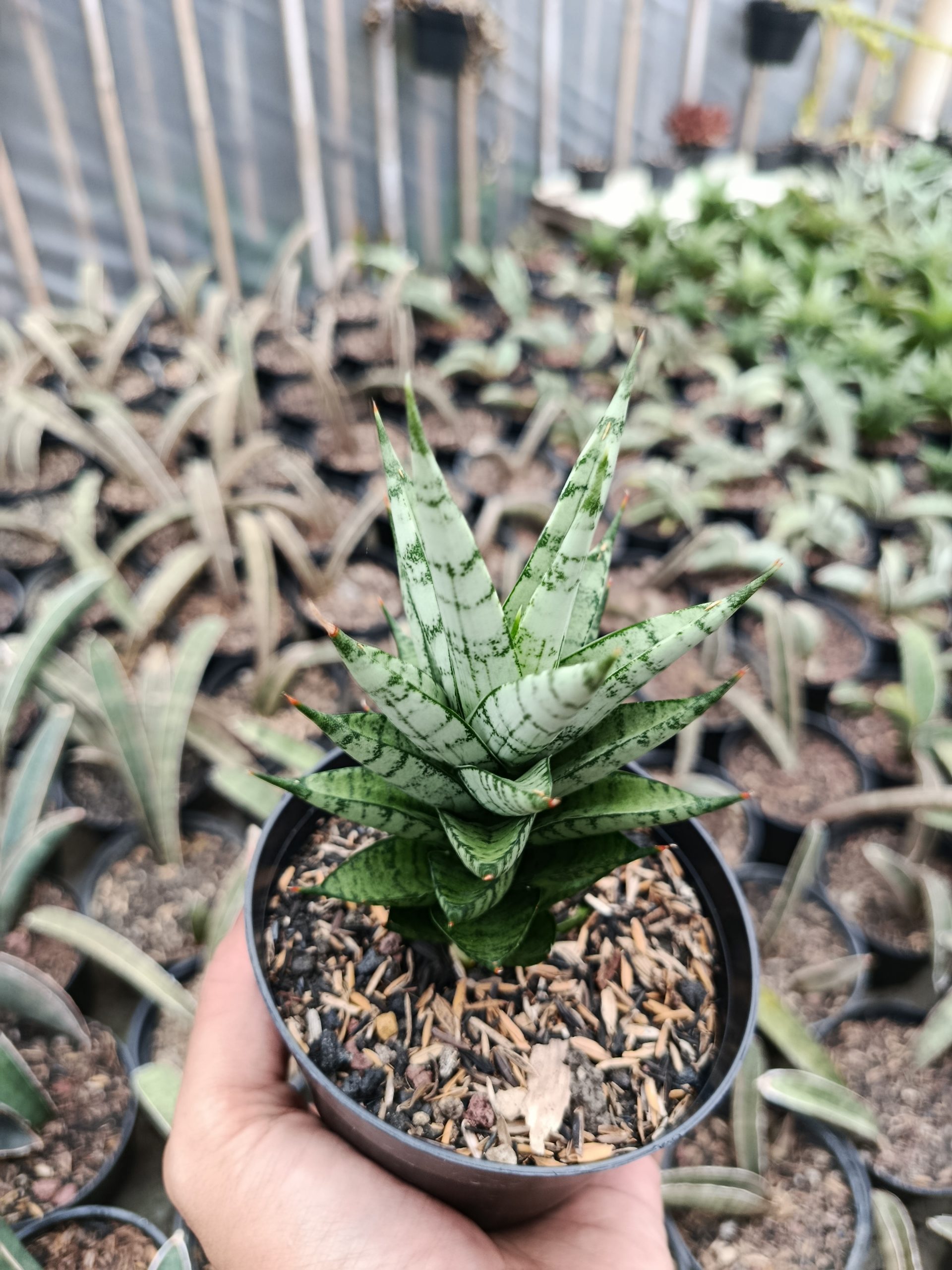1425. Sansevieria Kesya - Image 2