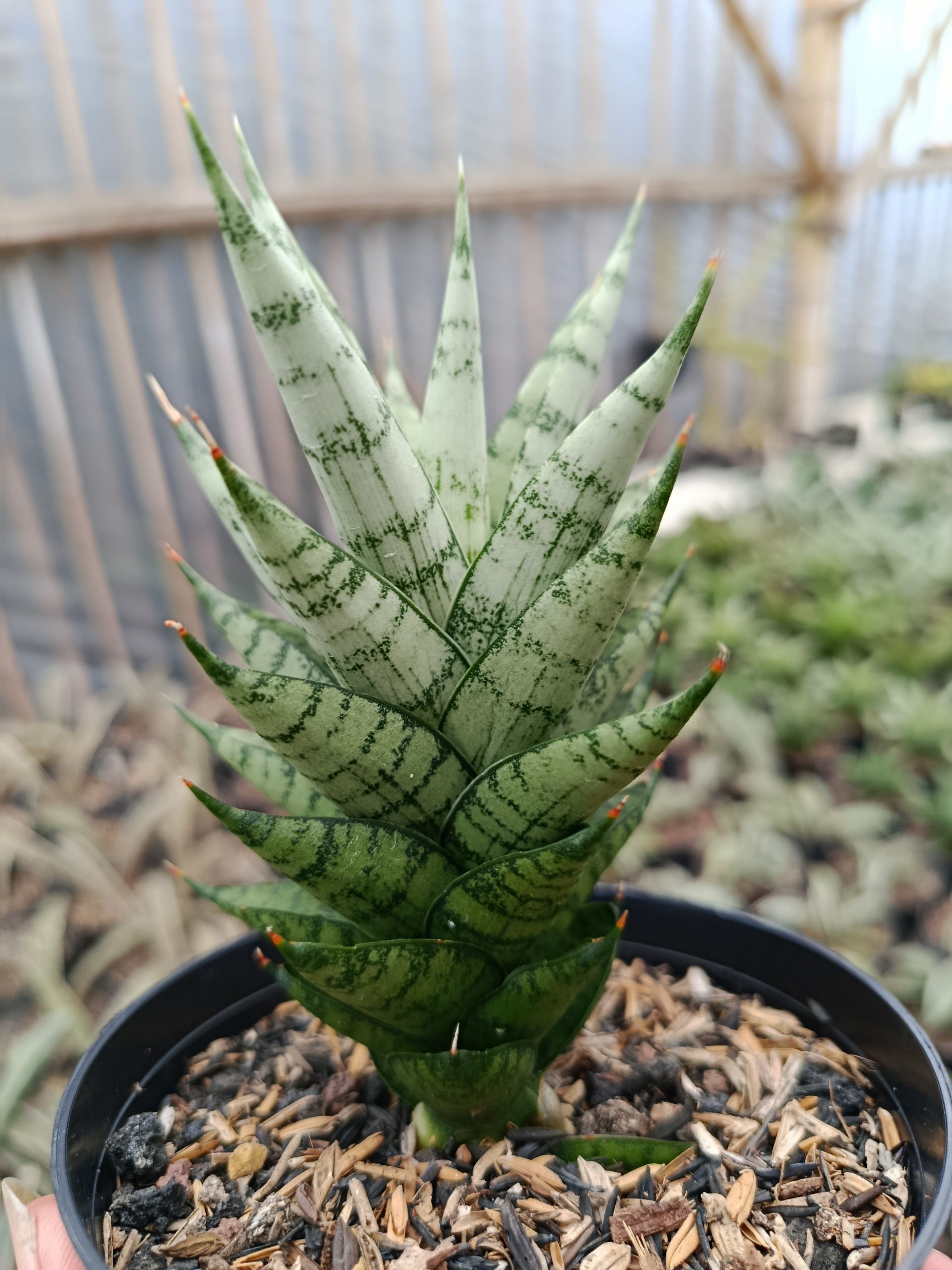 1425. Sansevieria Kesya - Image 3