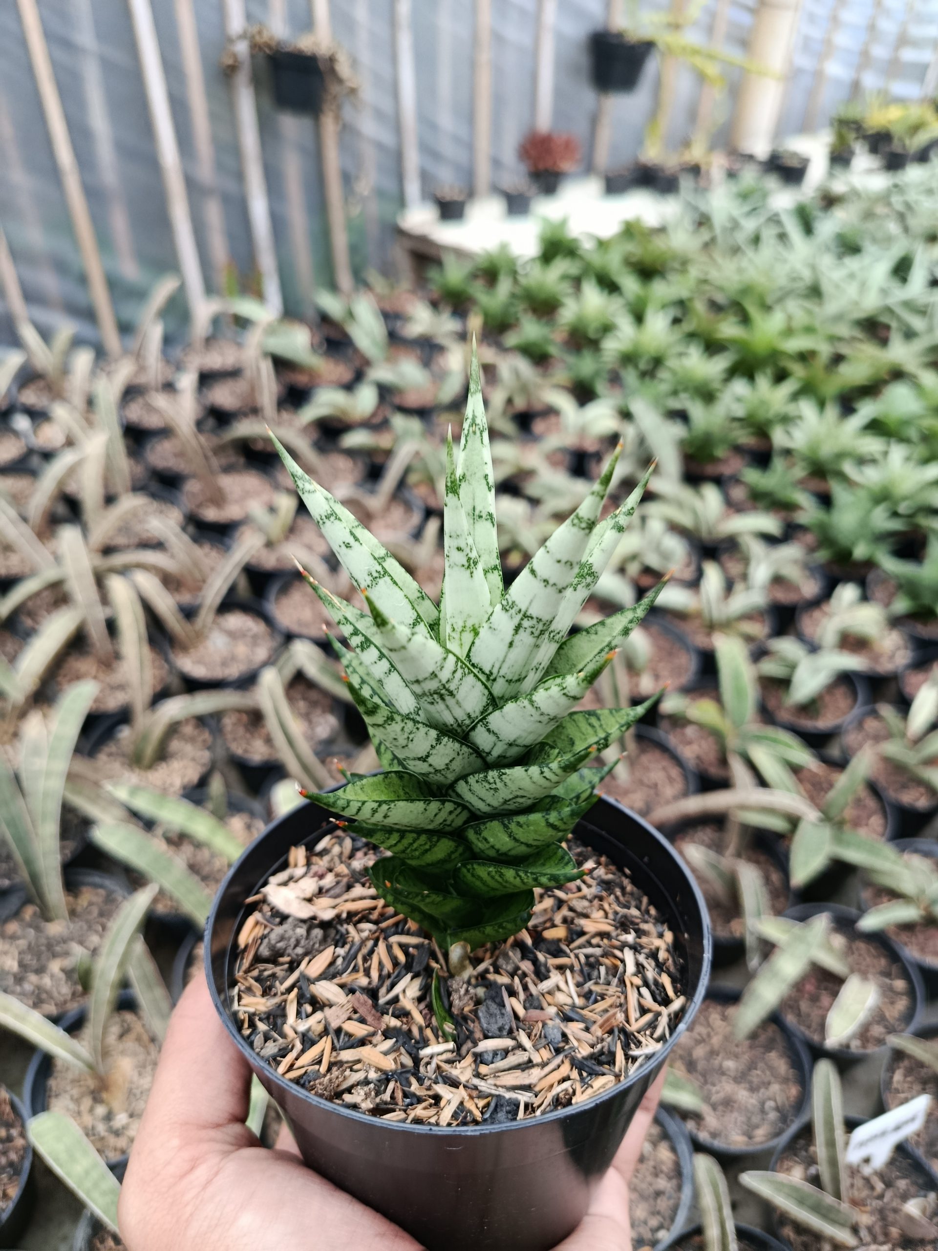 1425. Sansevieria Kesya - Image 4