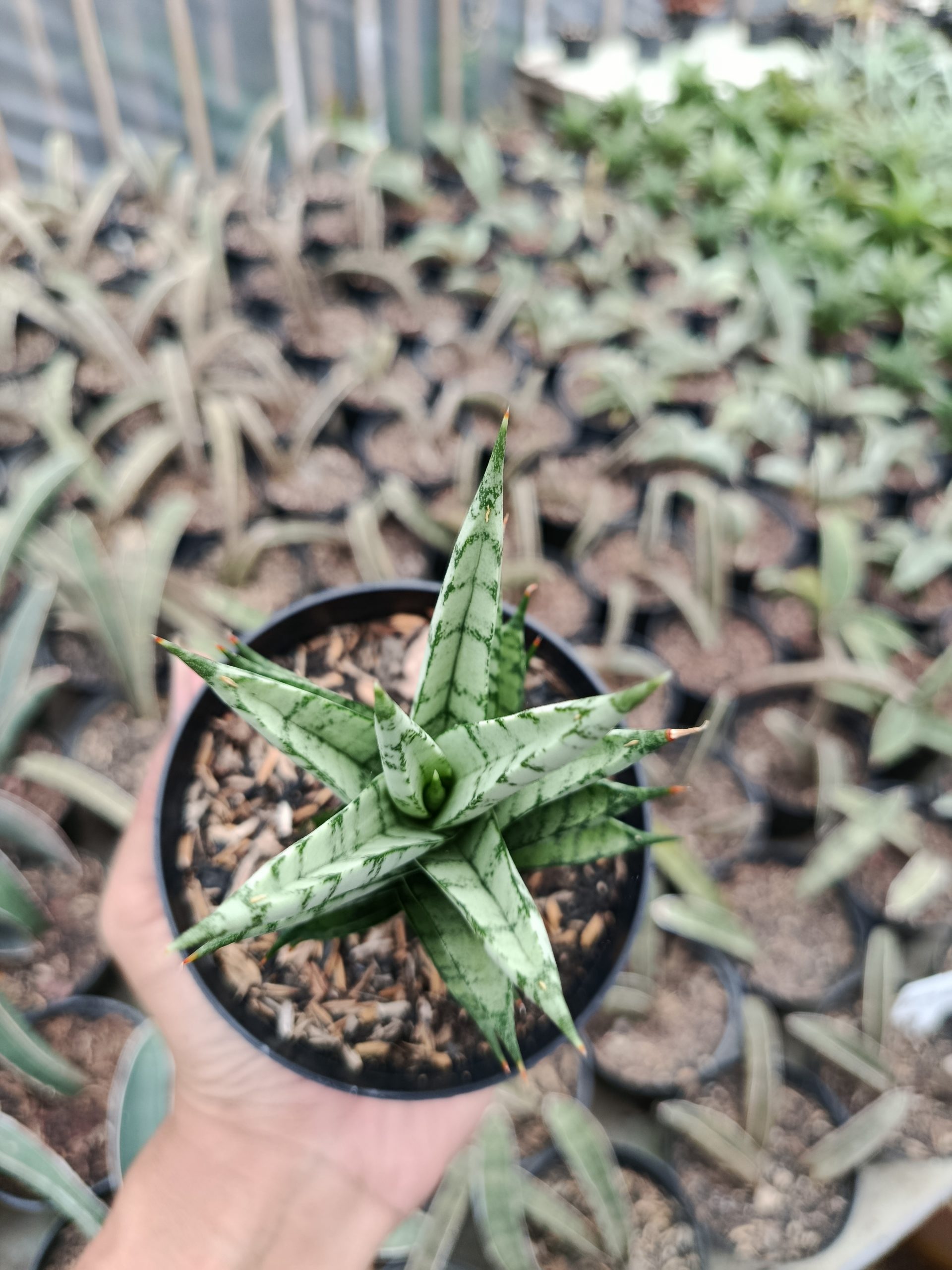 1425. Sansevieria Kesya - Image 5