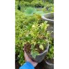 2195. Schefflera Arboricola Variegated 10pcs