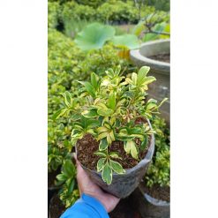 2195. Schefflera Arboricola Variegated 10pcs