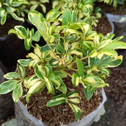 Alternative view of 2195. Schefflera Arboricola Variegated 10pcs