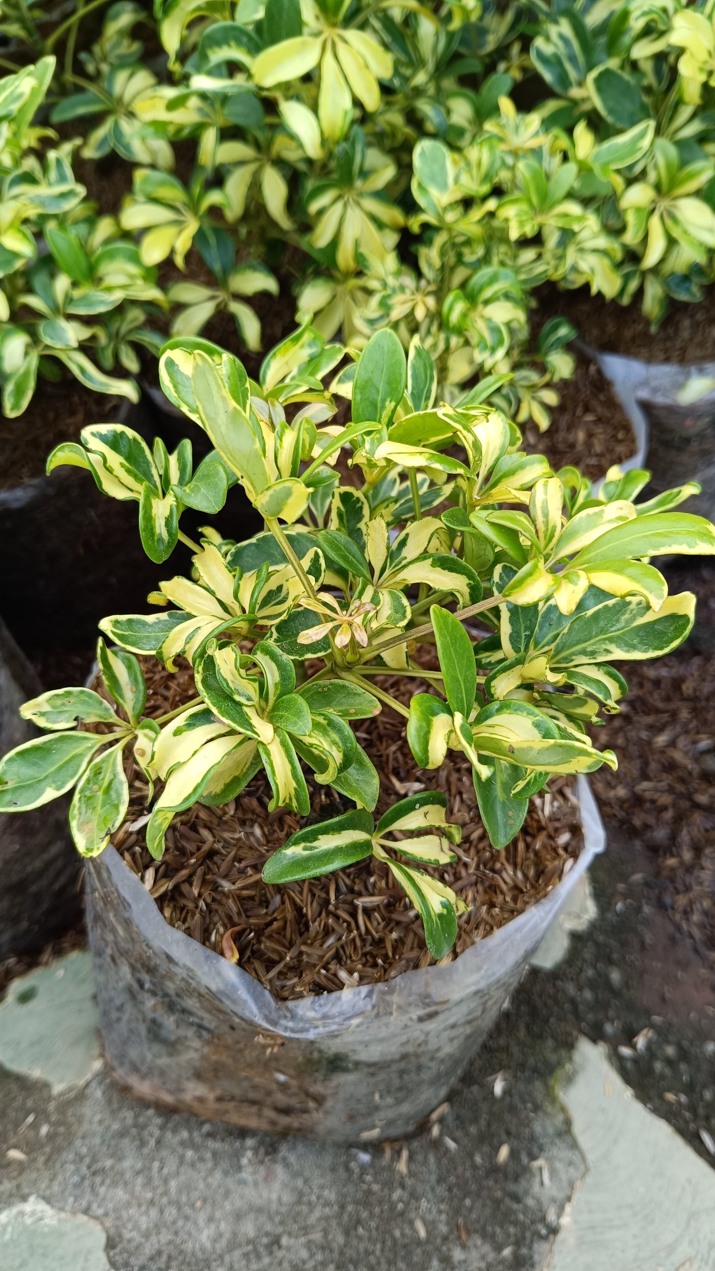 2195. Schefflera Arboricola Variegated 10pcs - Image 2