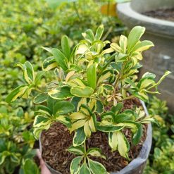Alternative view of 2196. Schefflera Arboricola Variegated 25pcs
