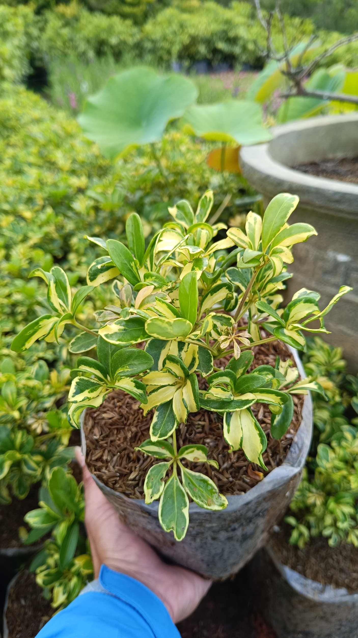2196. Schefflera Arboricola Variegated 25pcs - Image 2