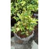 2196. Schefflera Arboricola Variegated 25pcs