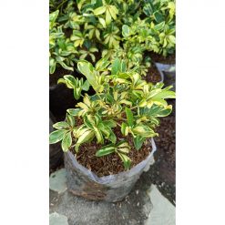 2196. Schefflera Arboricola Variegated 25pcs