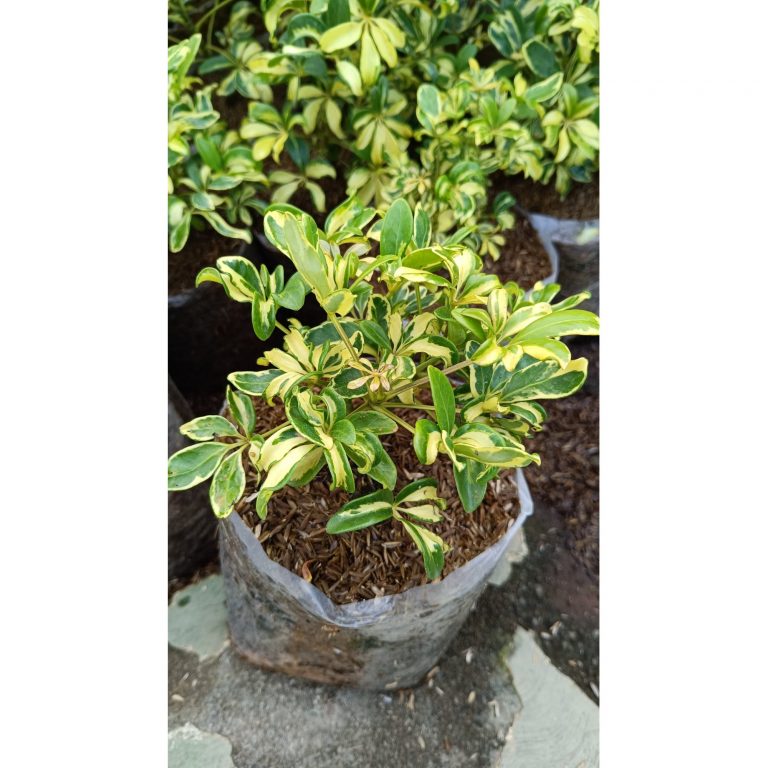 2196. Schefflera Arboricola Variegated 25pcs