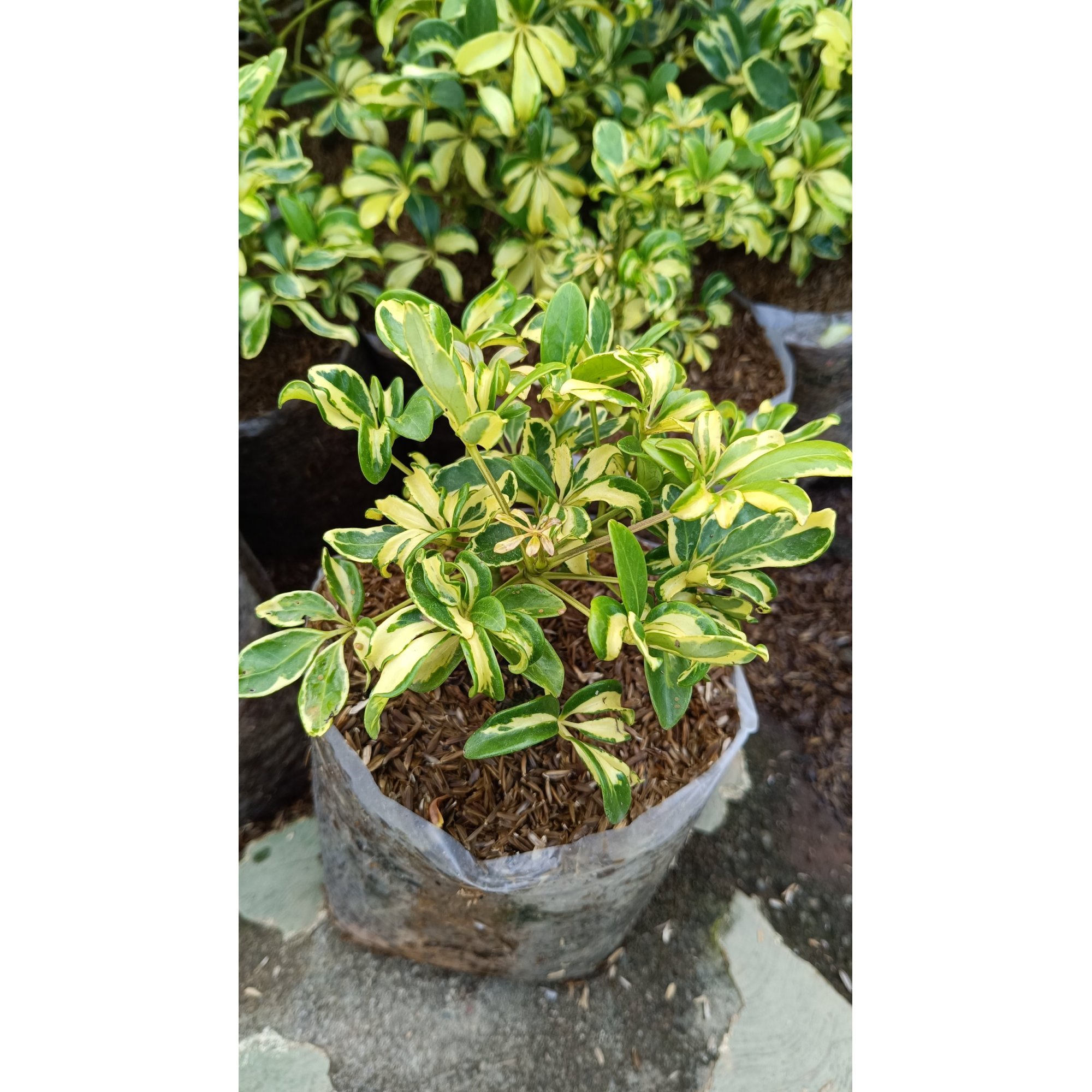2196. Schefflera Arboricola Variegated 25pcs