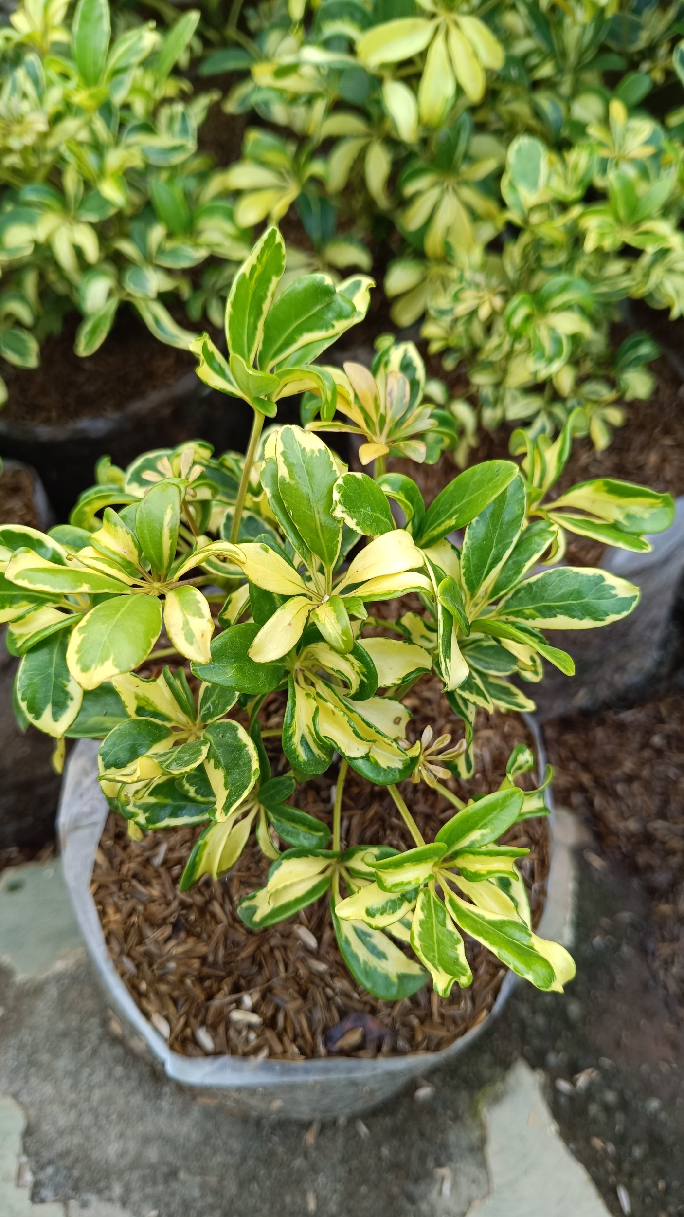 2196. Schefflera Arboricola Variegated 25pcs - Image 3