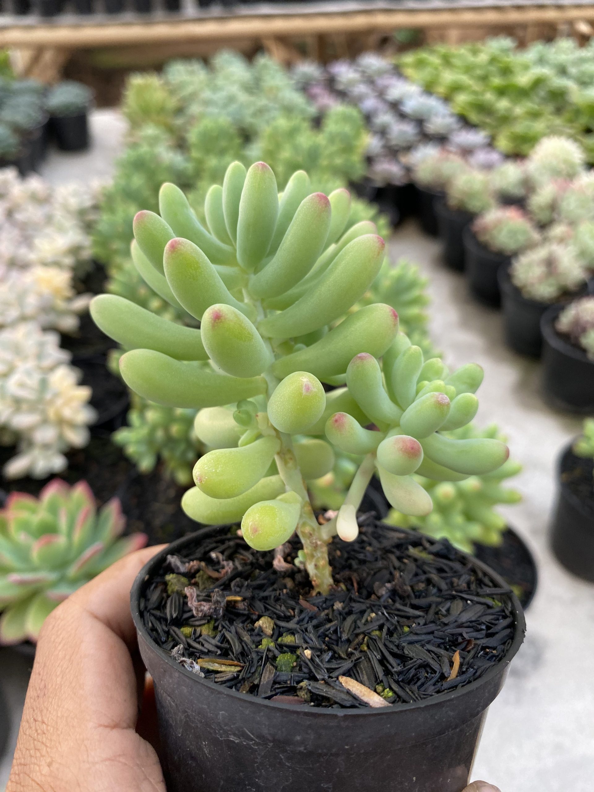 1474. Sedum Pachyphyllum Jelly Beans - Image 2