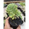 1474. Sedum Pachyphyllum Jelly Beans