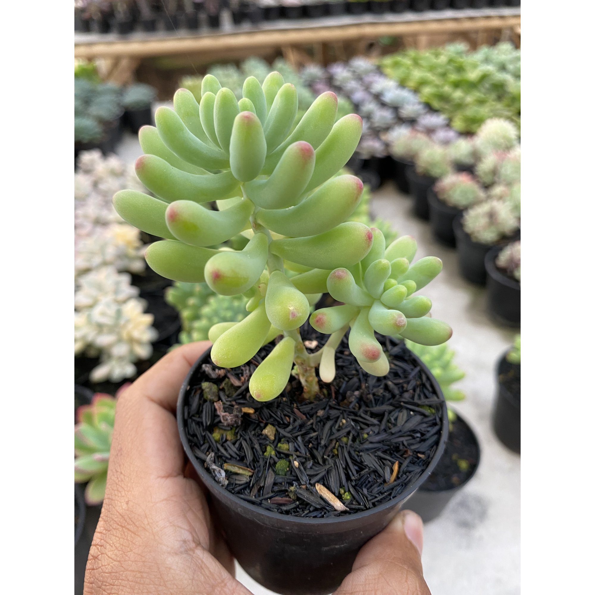 1474. Sedum Pachyphyllum Jelly Beans