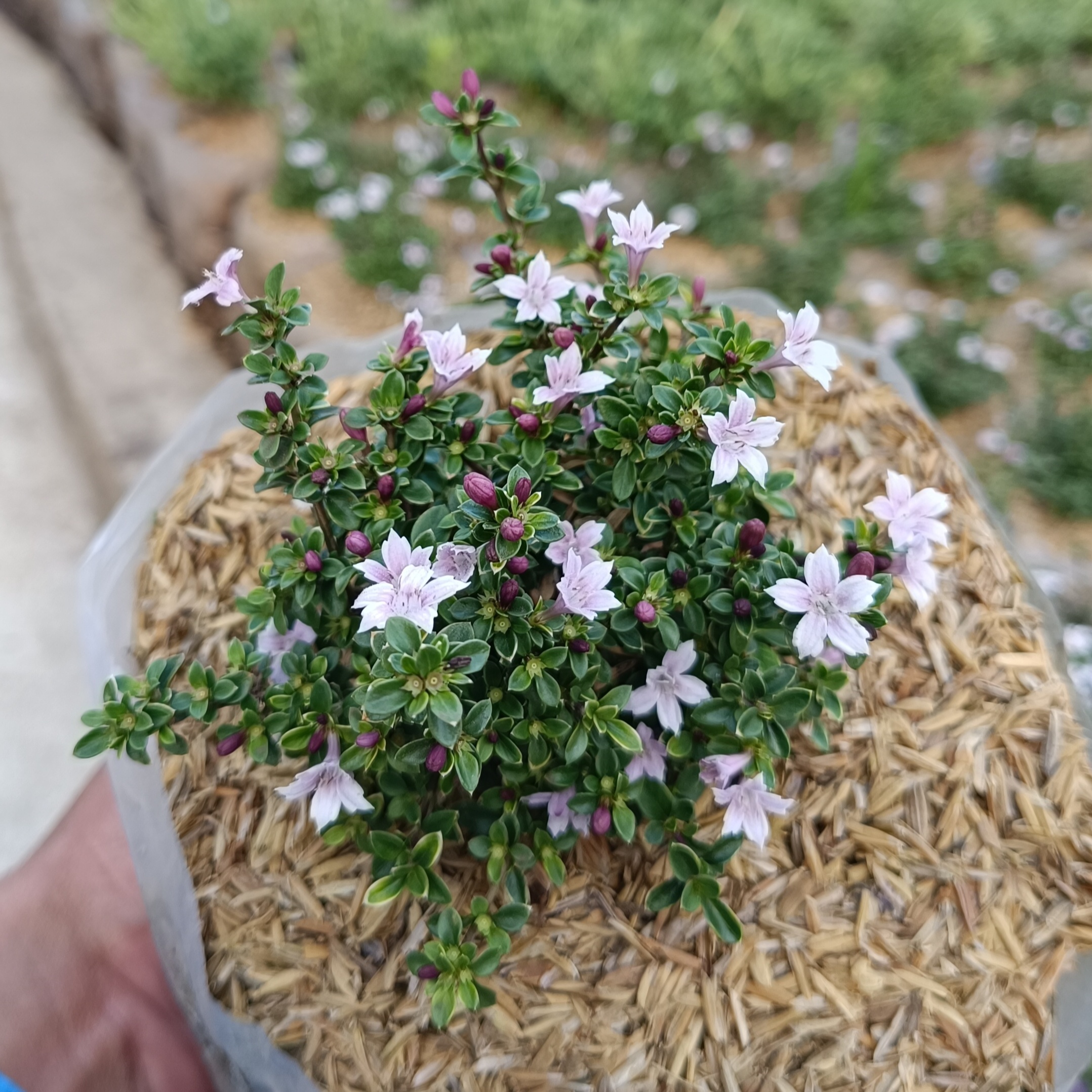 2202. Serissa Japonica 10pcs