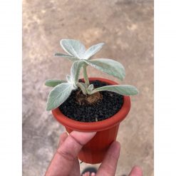 1510. Sinningia Leucotricha 'brazilian Edelweiss'
