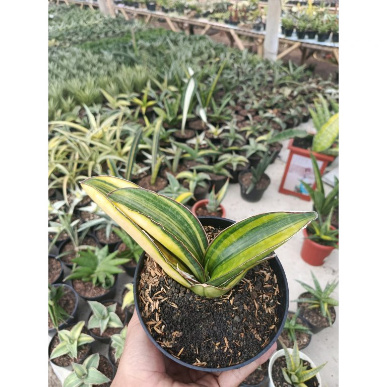 1746. Sansevieria Sinus Giant Bat Variegated