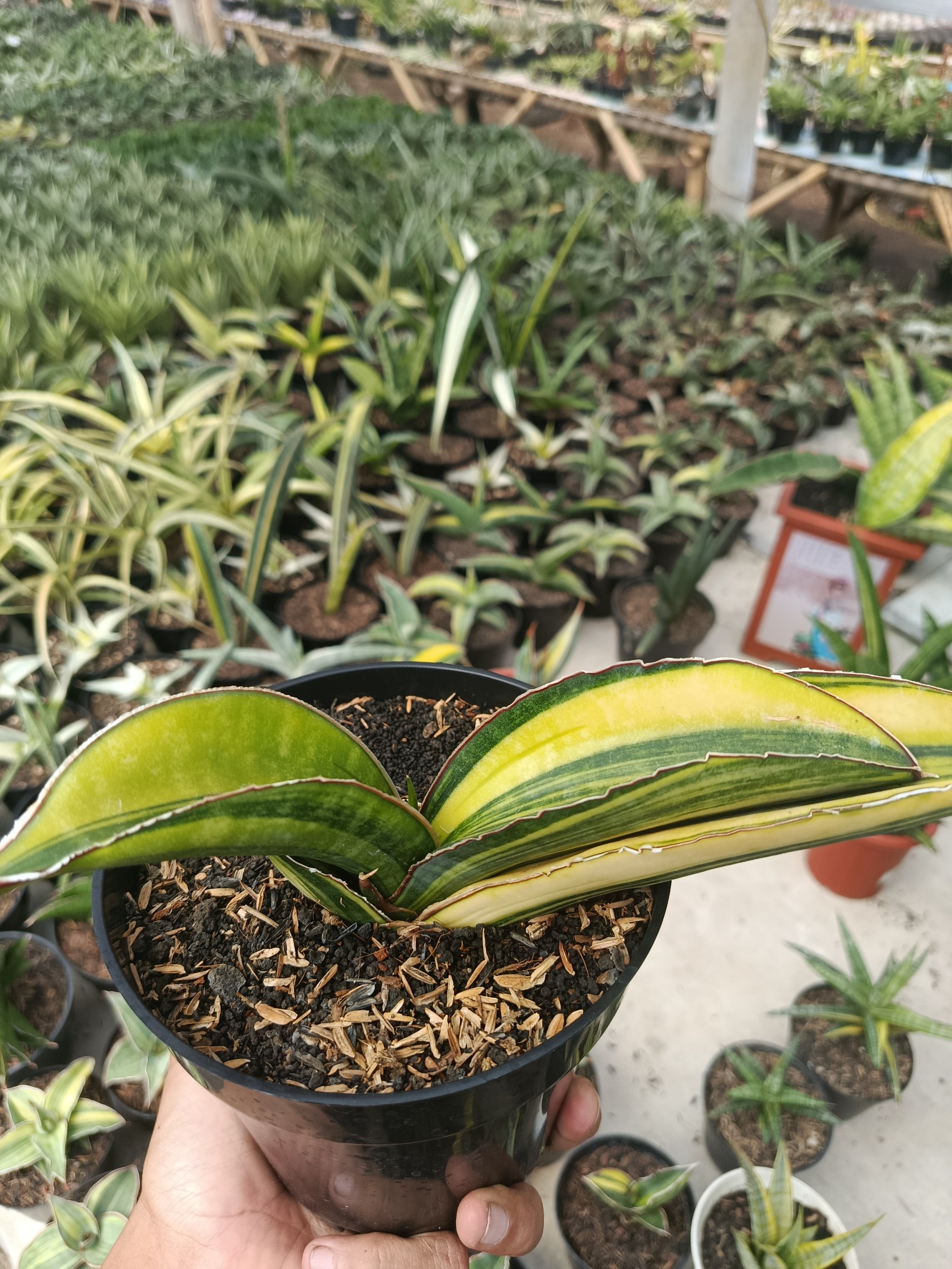 1746. Sansevieria Sinus Giant Bat Variegated - Image 2