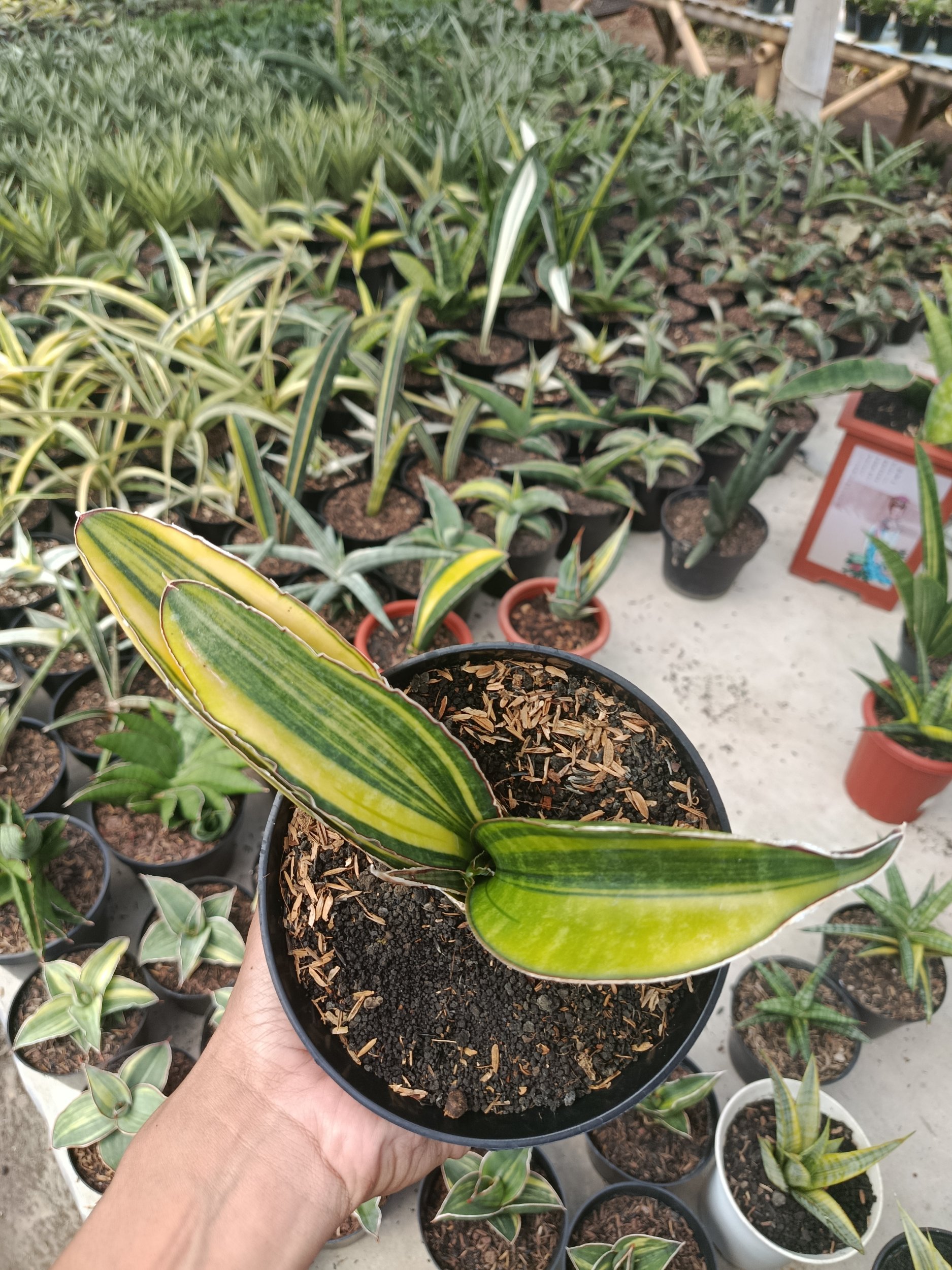 1746. Sansevieria Sinus Giant Bat Variegated - Image 3
