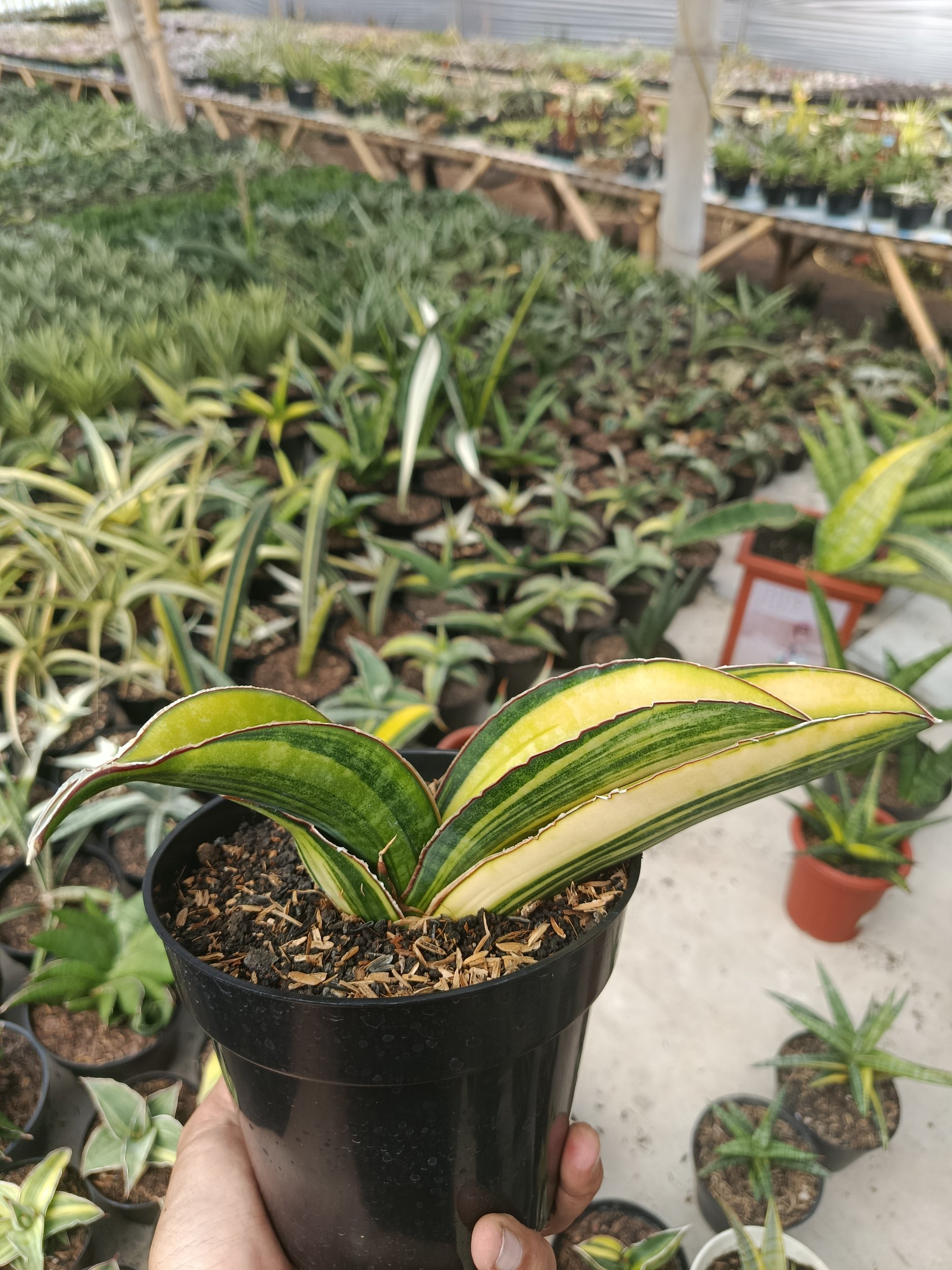1746. Sansevieria Sinus Giant Bat Variegated - Image 4