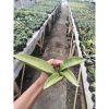 1744. Sansevieria Sinus Zimbabwe Variegated White Aurea