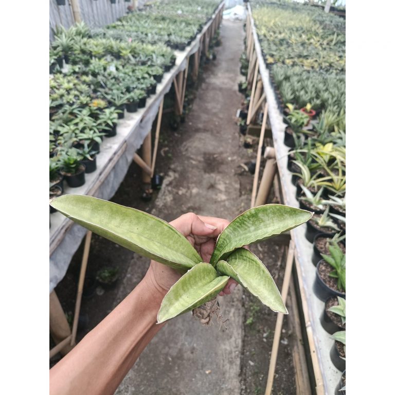 1744. Sansevieria Sinus Zimbabwe Variegated White Aurea