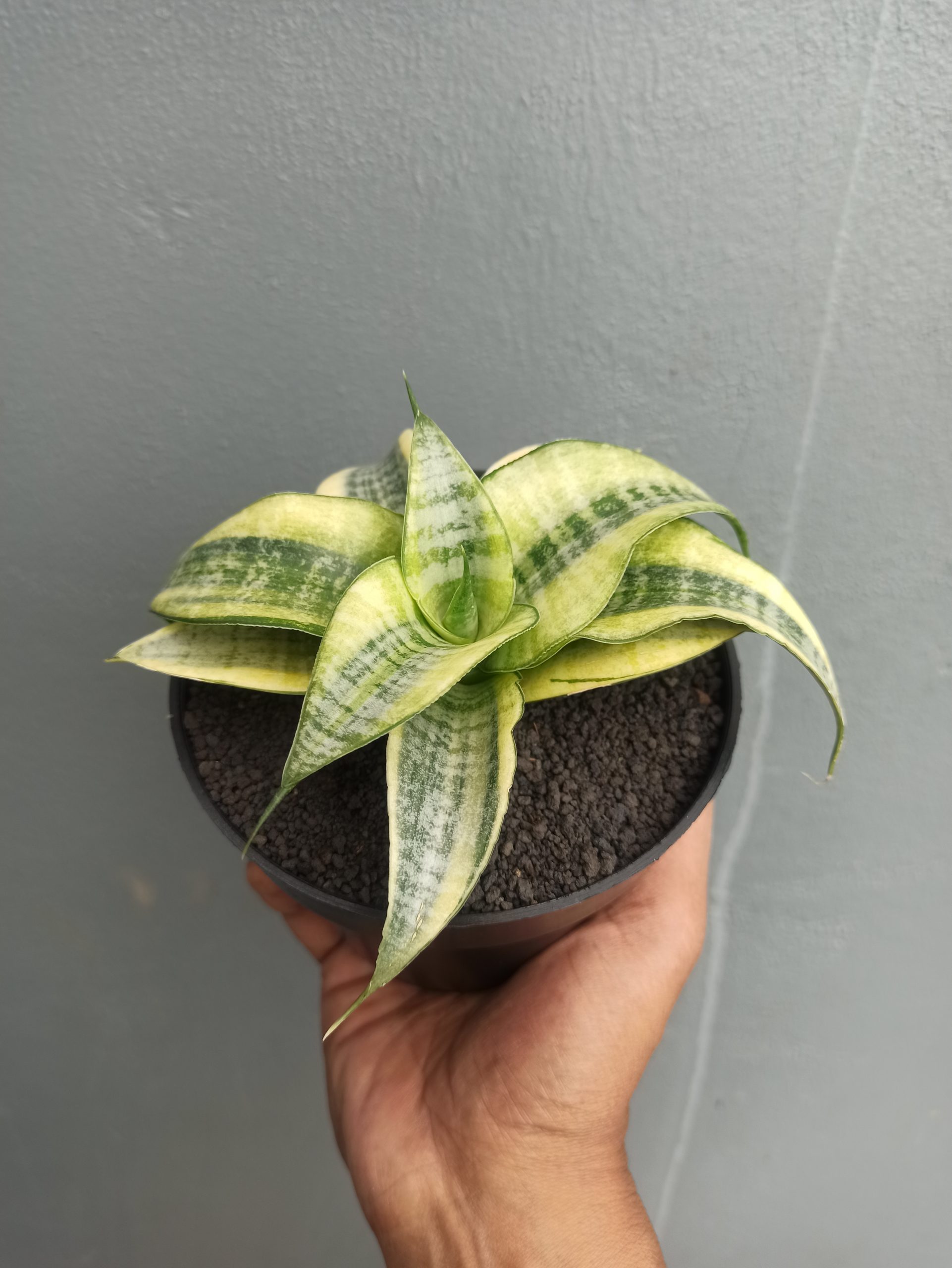 1453. Sansevieria Spider White Variegated - Image 2