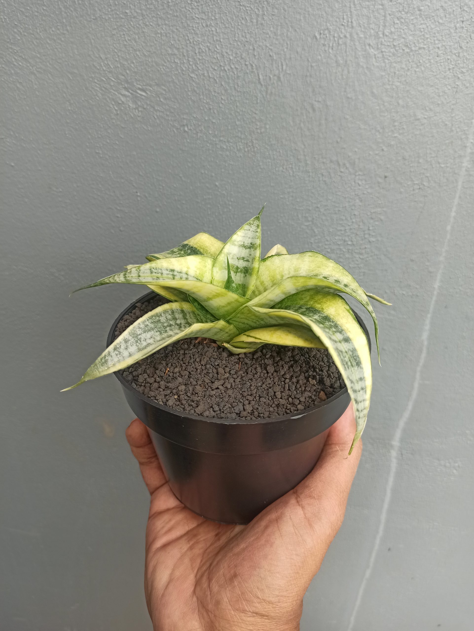 1453. Sansevieria Spider White Variegated - Image 3
