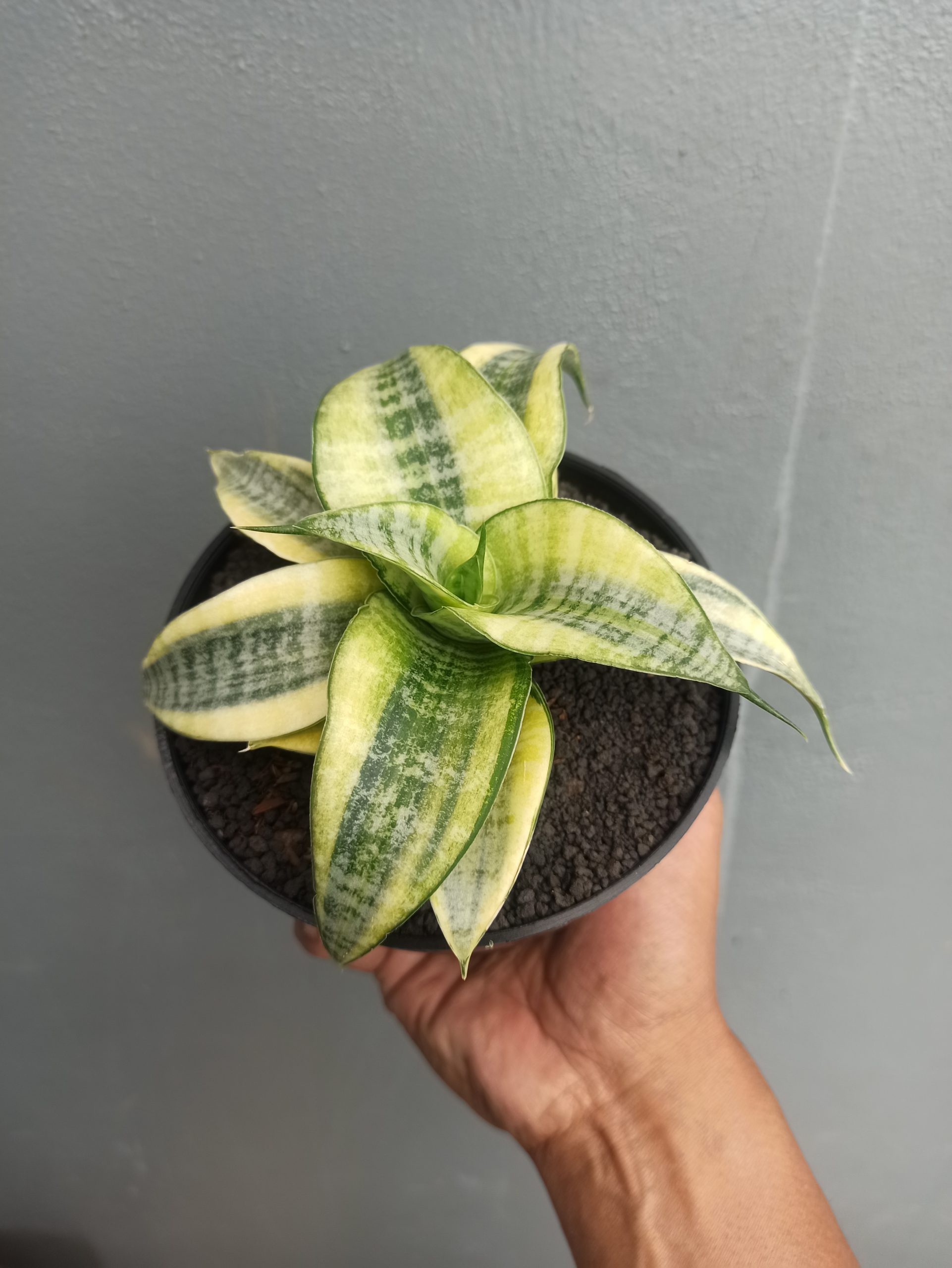 1453. Sansevieria Spider White Variegated - Image 4