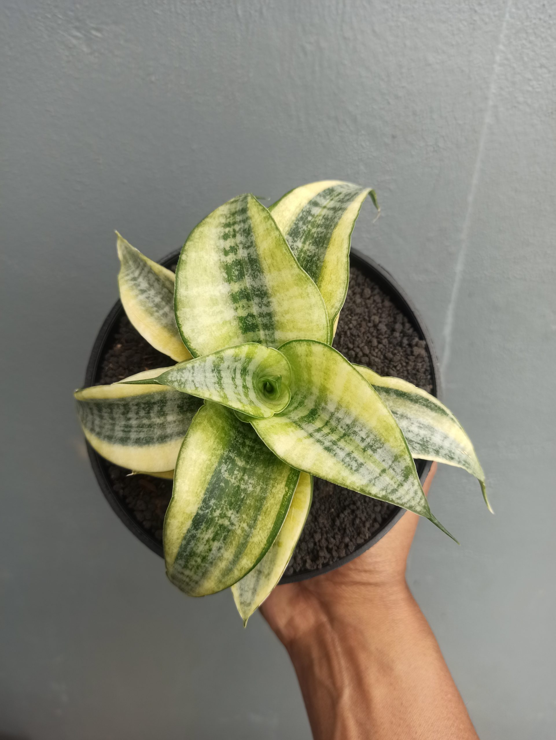 1453. Sansevieria Spider White Variegated - Image 5