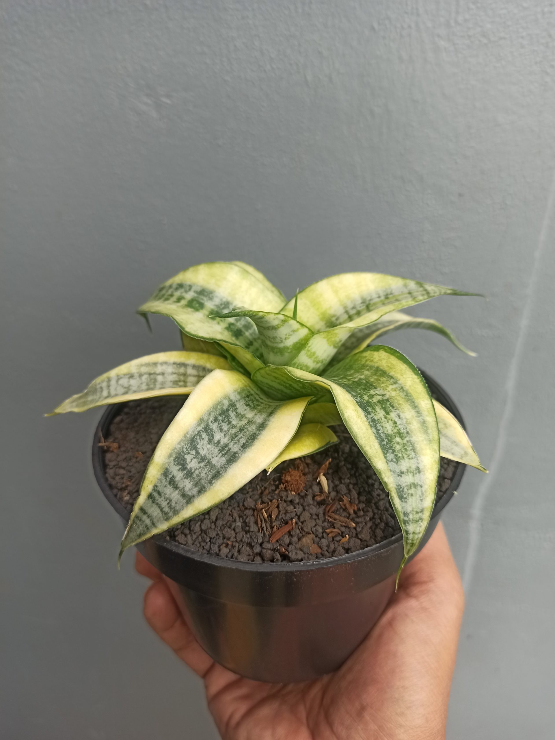 1453. Sansevieria Spider White Variegated - Image 6