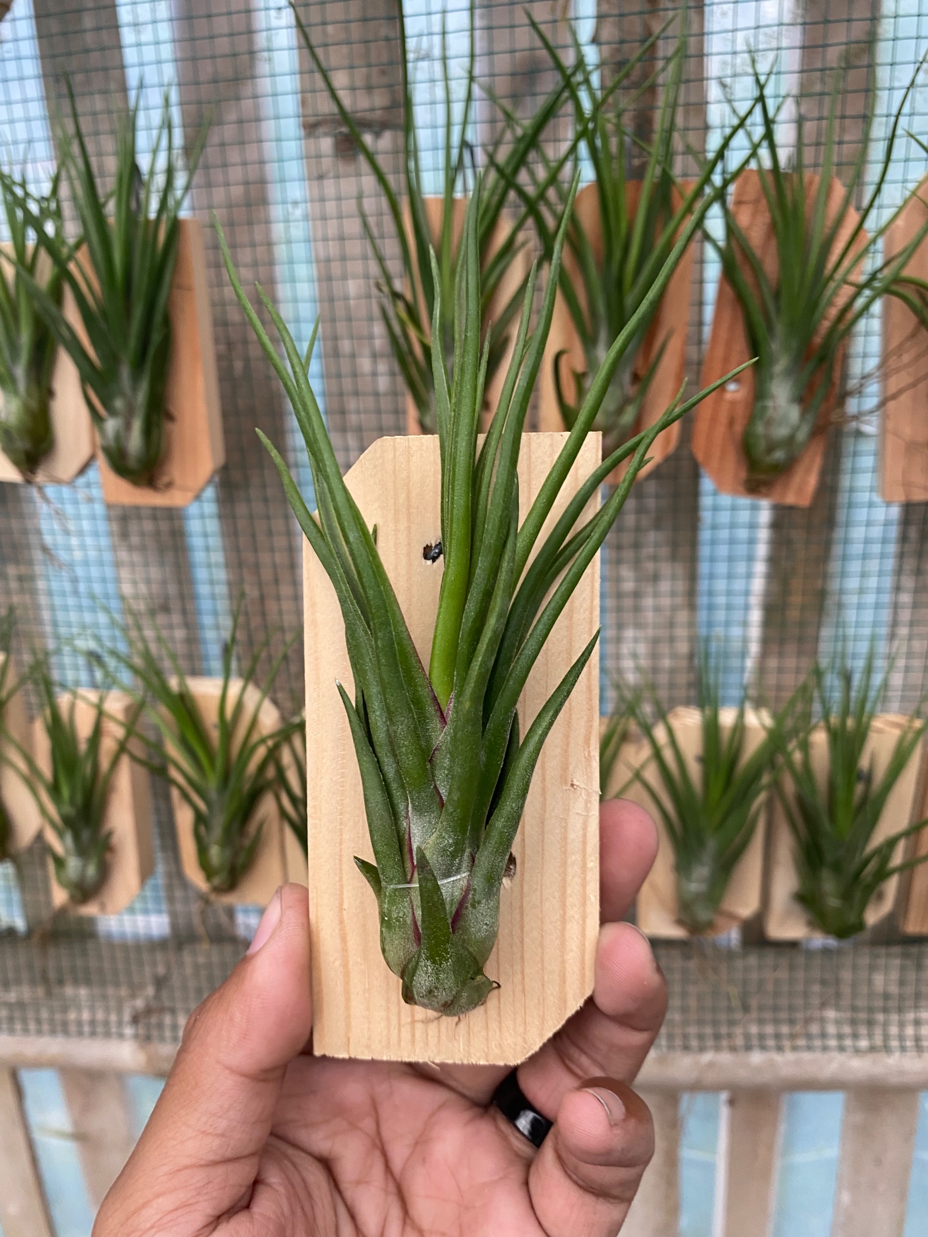 2122. Tillandsia Basikokis X Bulbosa - Image 2