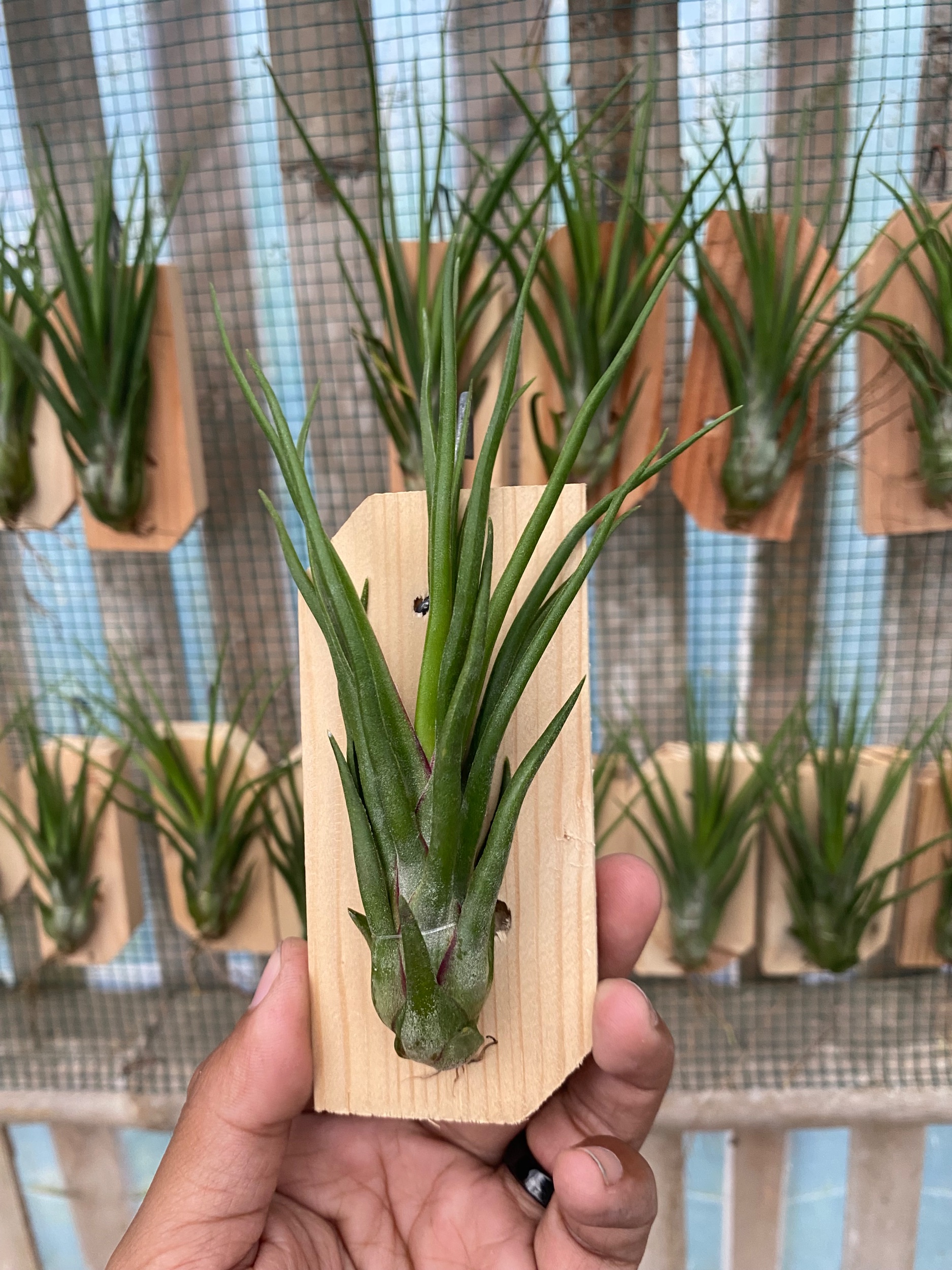 2122. Tillandsia Basikokis X Bulbosa - Image 3