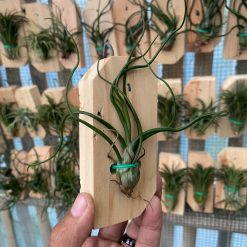Alternative view of 2121. Tillandsia Bulbosa