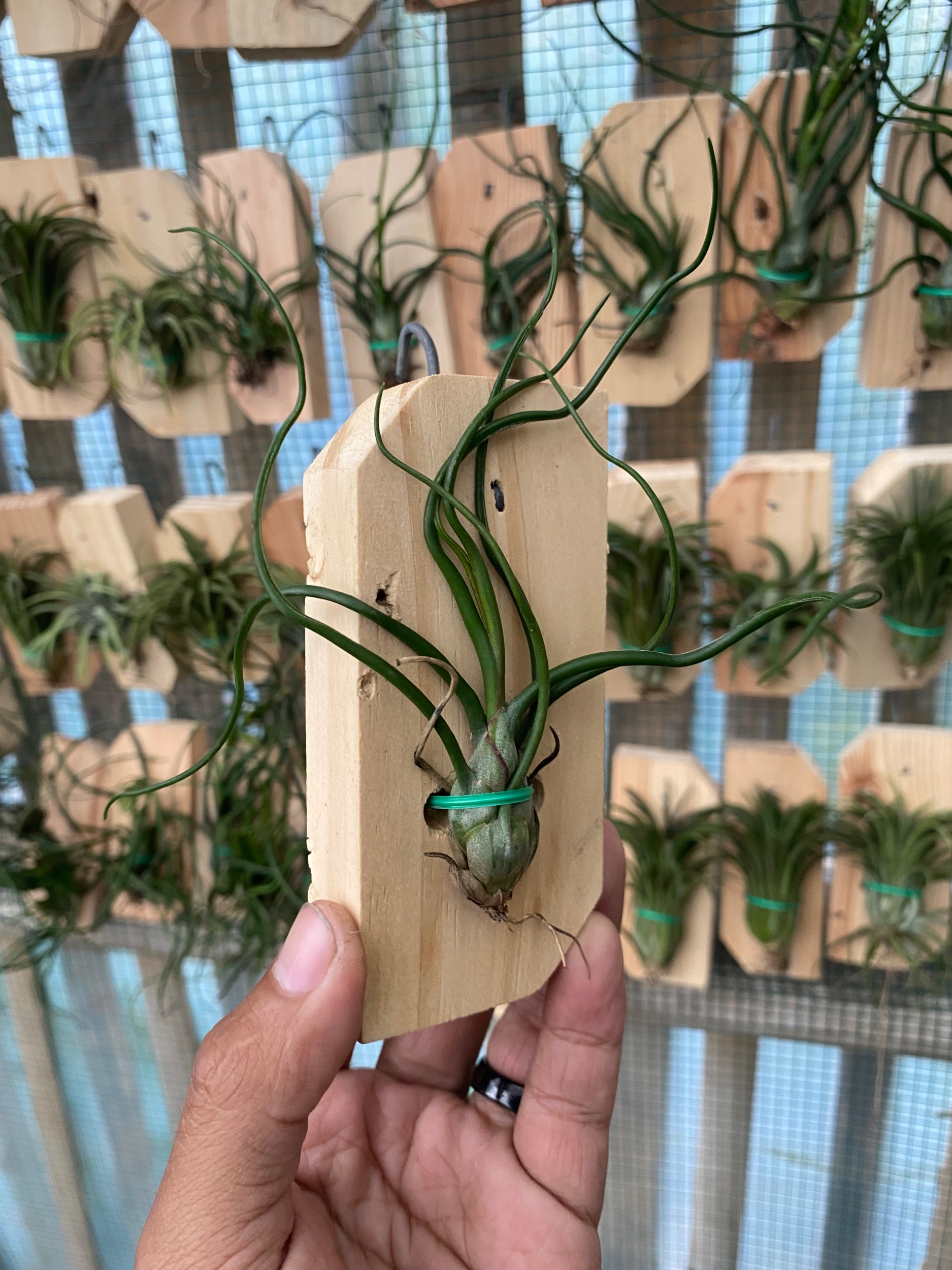 2121. Tillandsia Bulbosa - Image 2