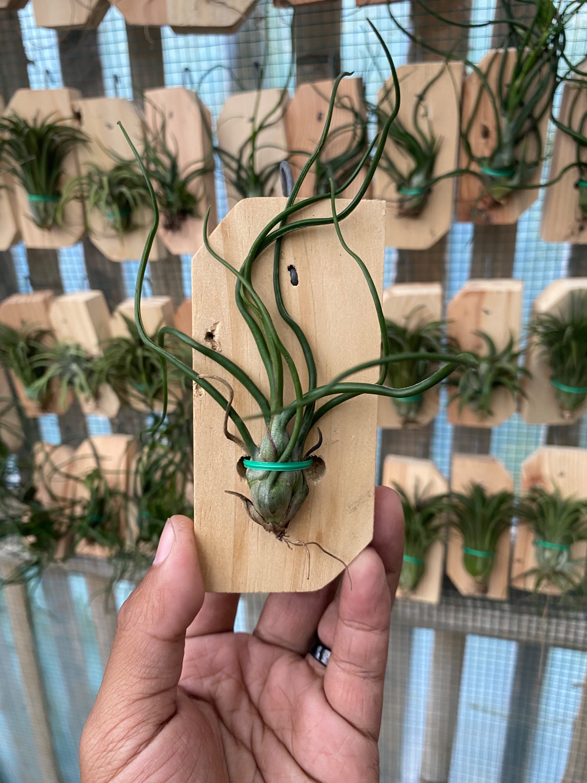 2121. Tillandsia Bulbosa - Image 3