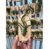2121. Tillandsia Bulbosa