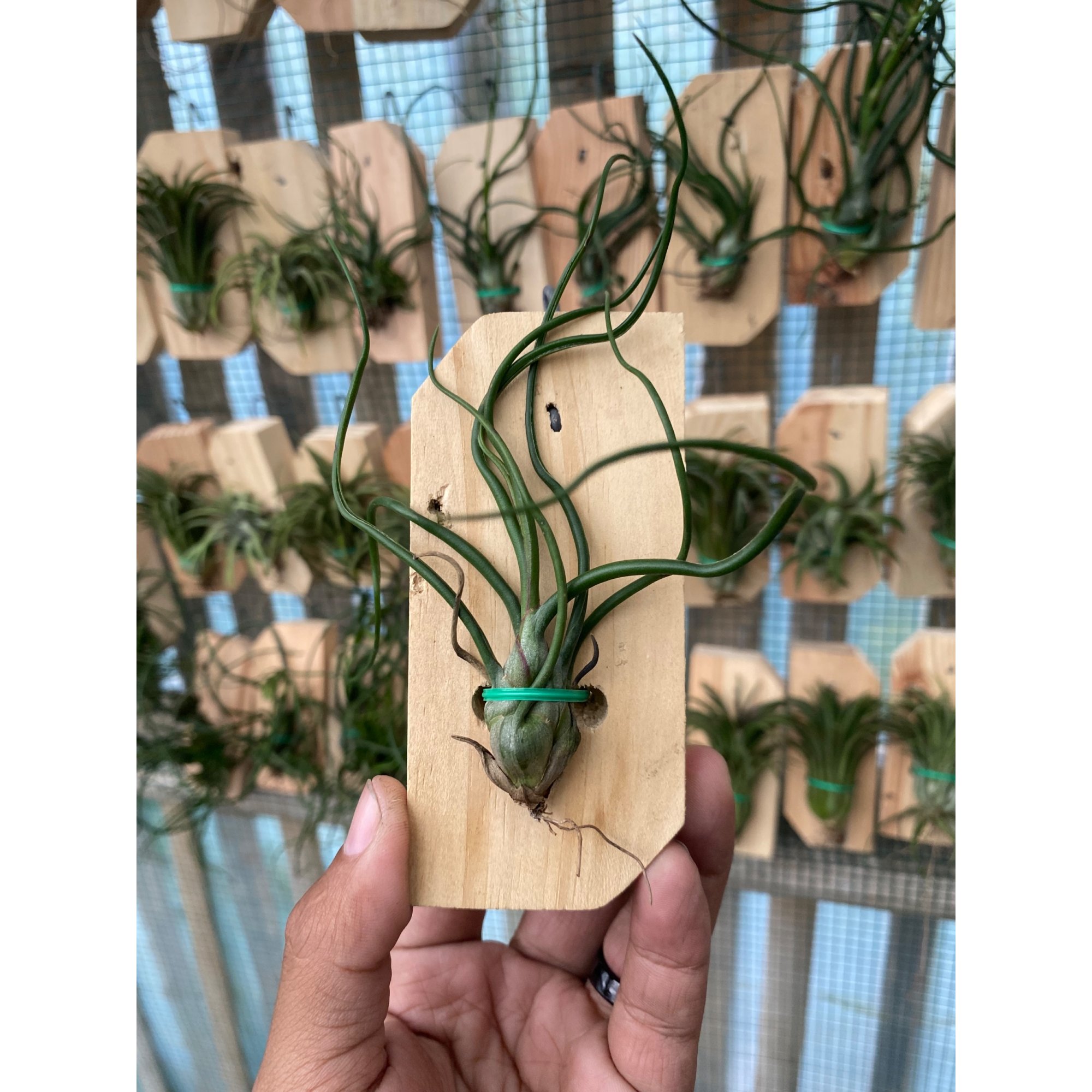 2121. Tillandsia Bulbosa