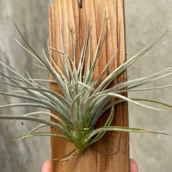 Alternative view of 1654. Tillandsia Cotton Candy