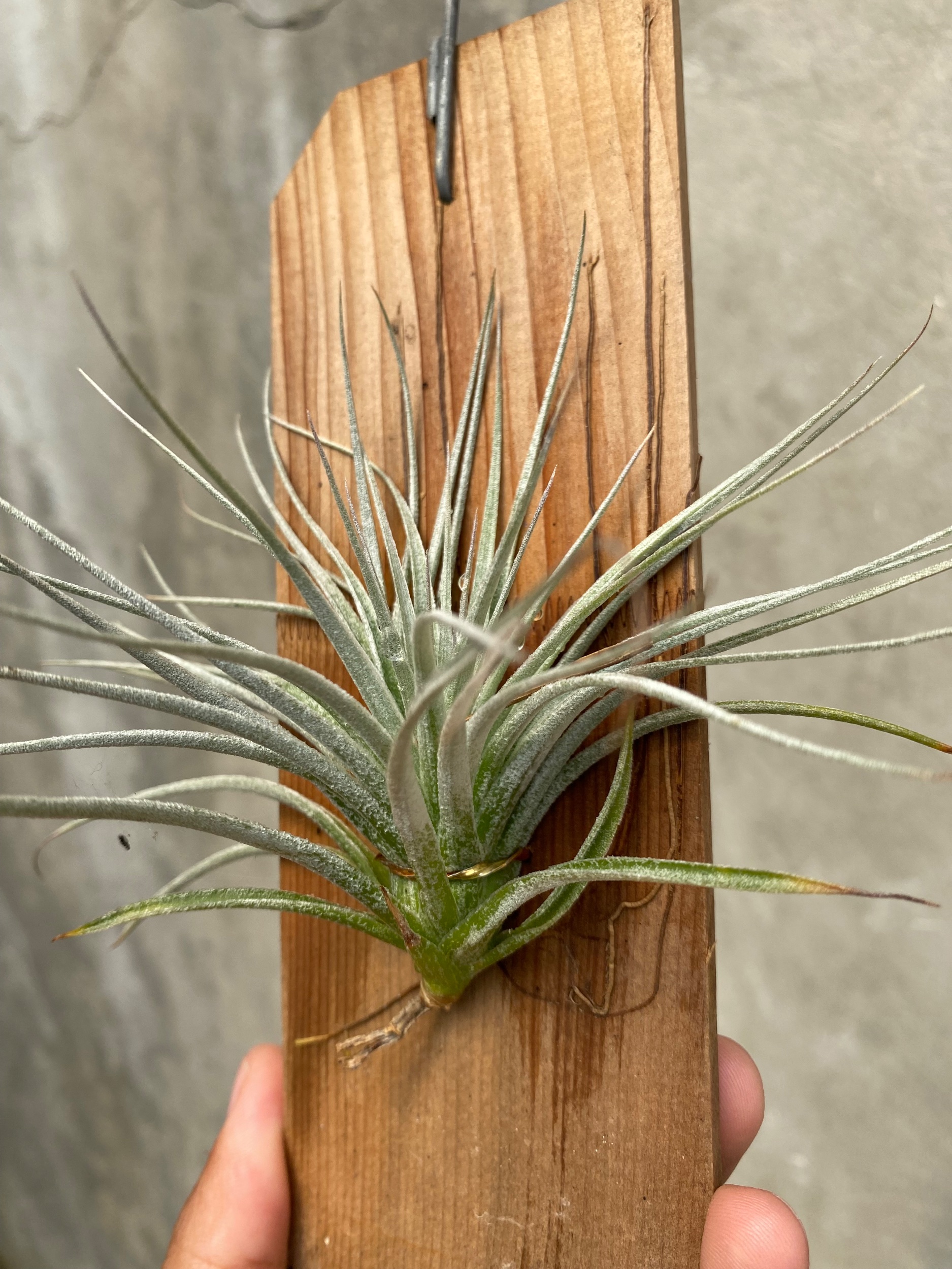 1654. Tillandsia Cotton Candy - Image 2