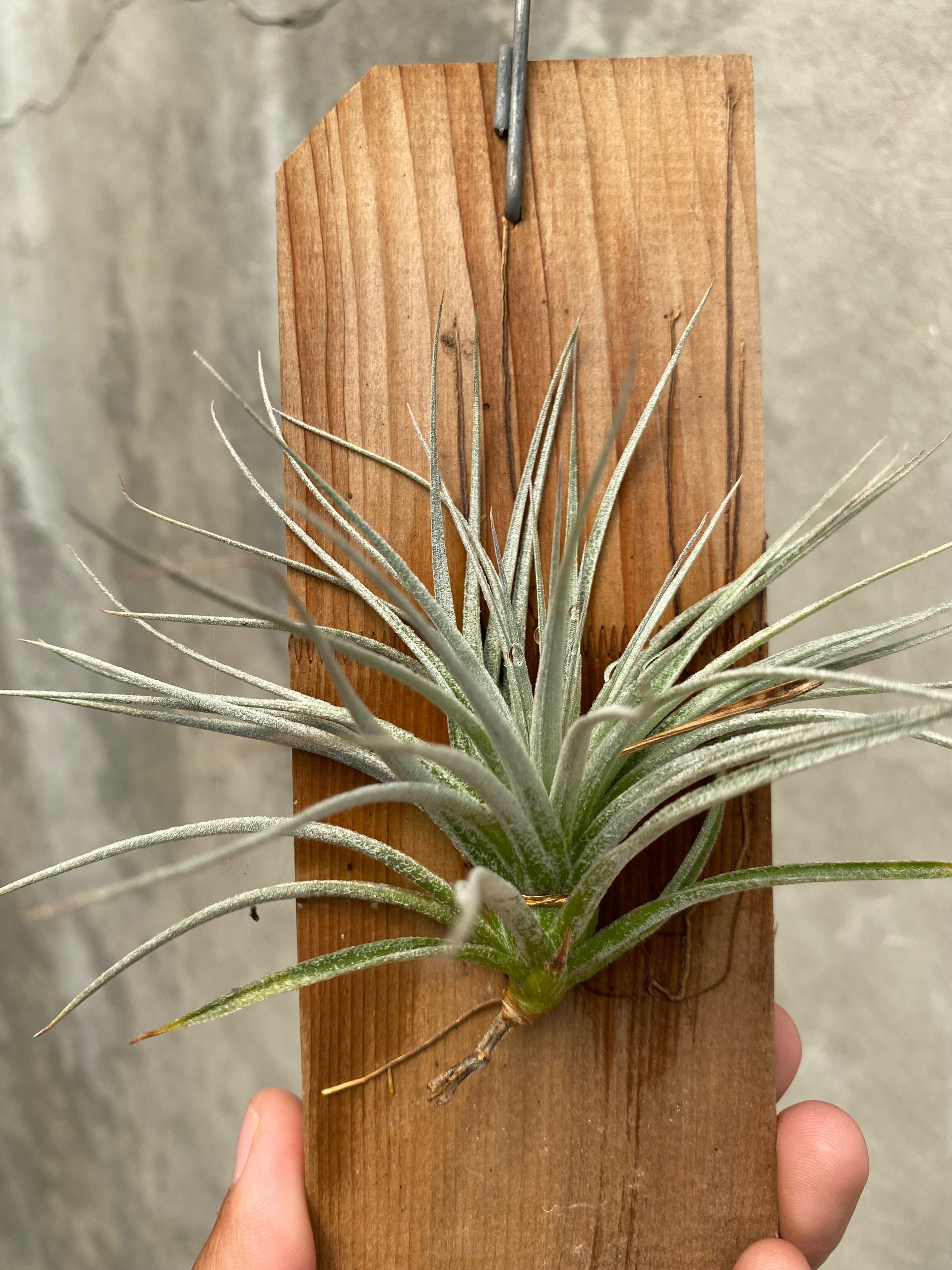 1654. Tillandsia Cotton Candy - Image 3