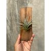 1654. Tillandsia Cotton Candy