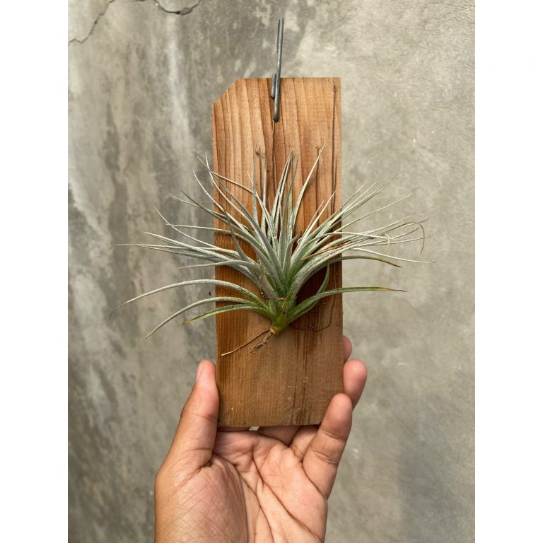 1654. Tillandsia Cotton Candy