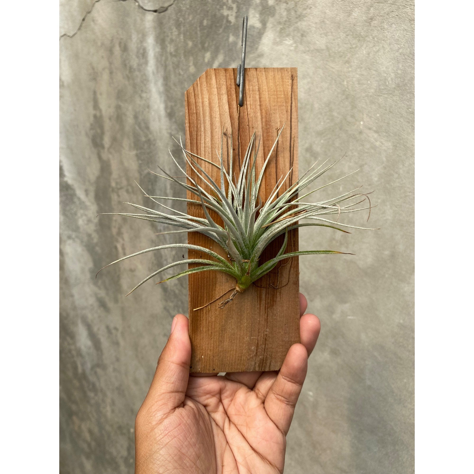 1654. Tillandsia Cotton Candy