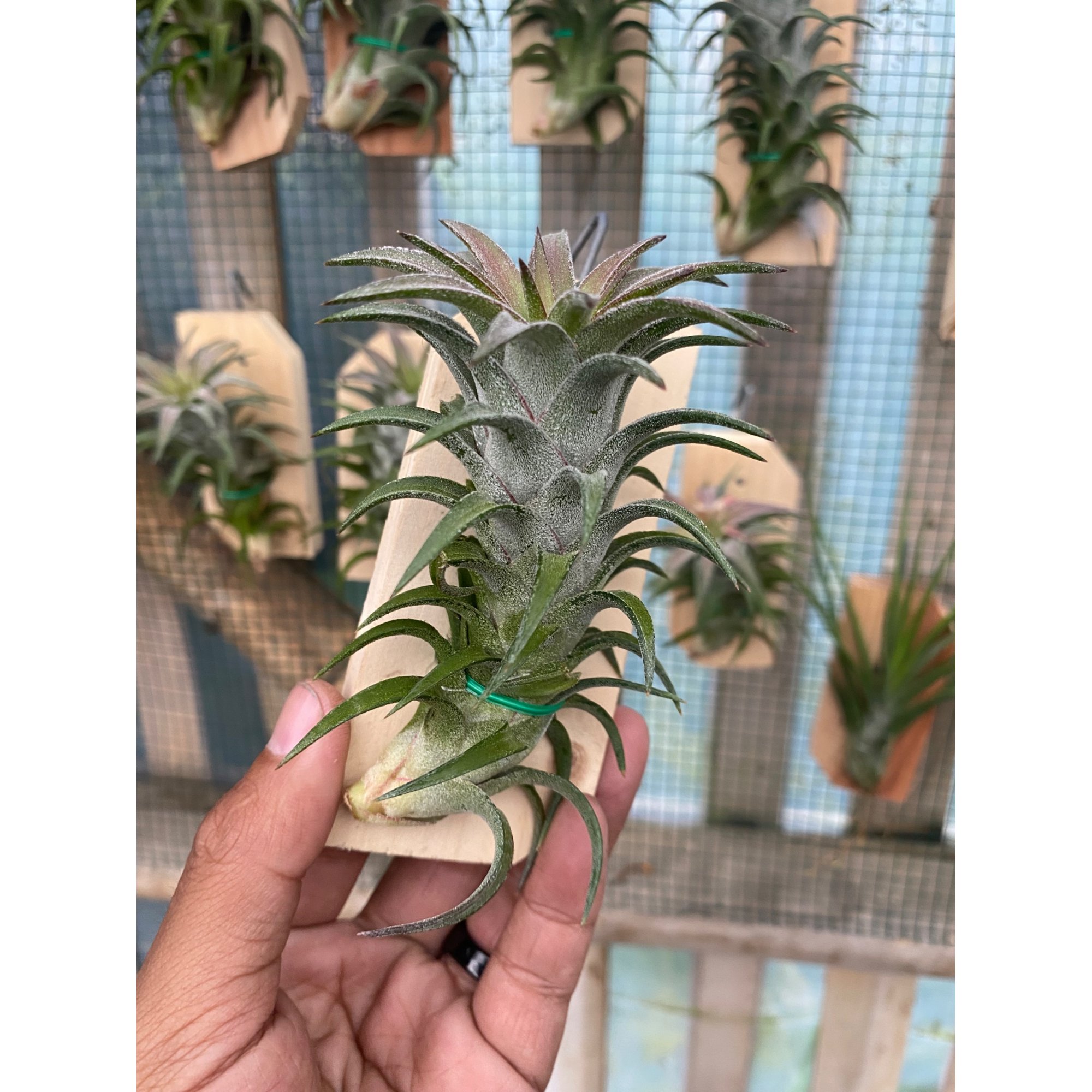 2126. Tillandsia Ionantha Var Vanhyningii