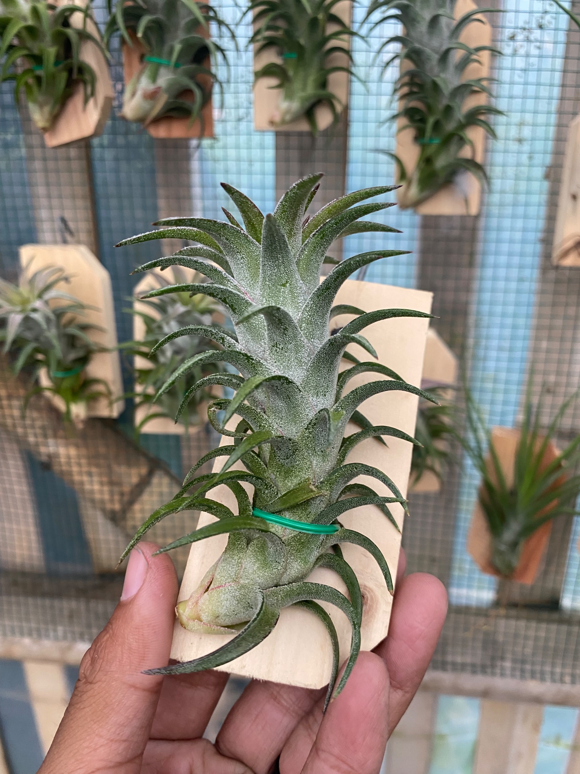 2126. Tillandsia Ionantha Var Vanhyningii - Image 2