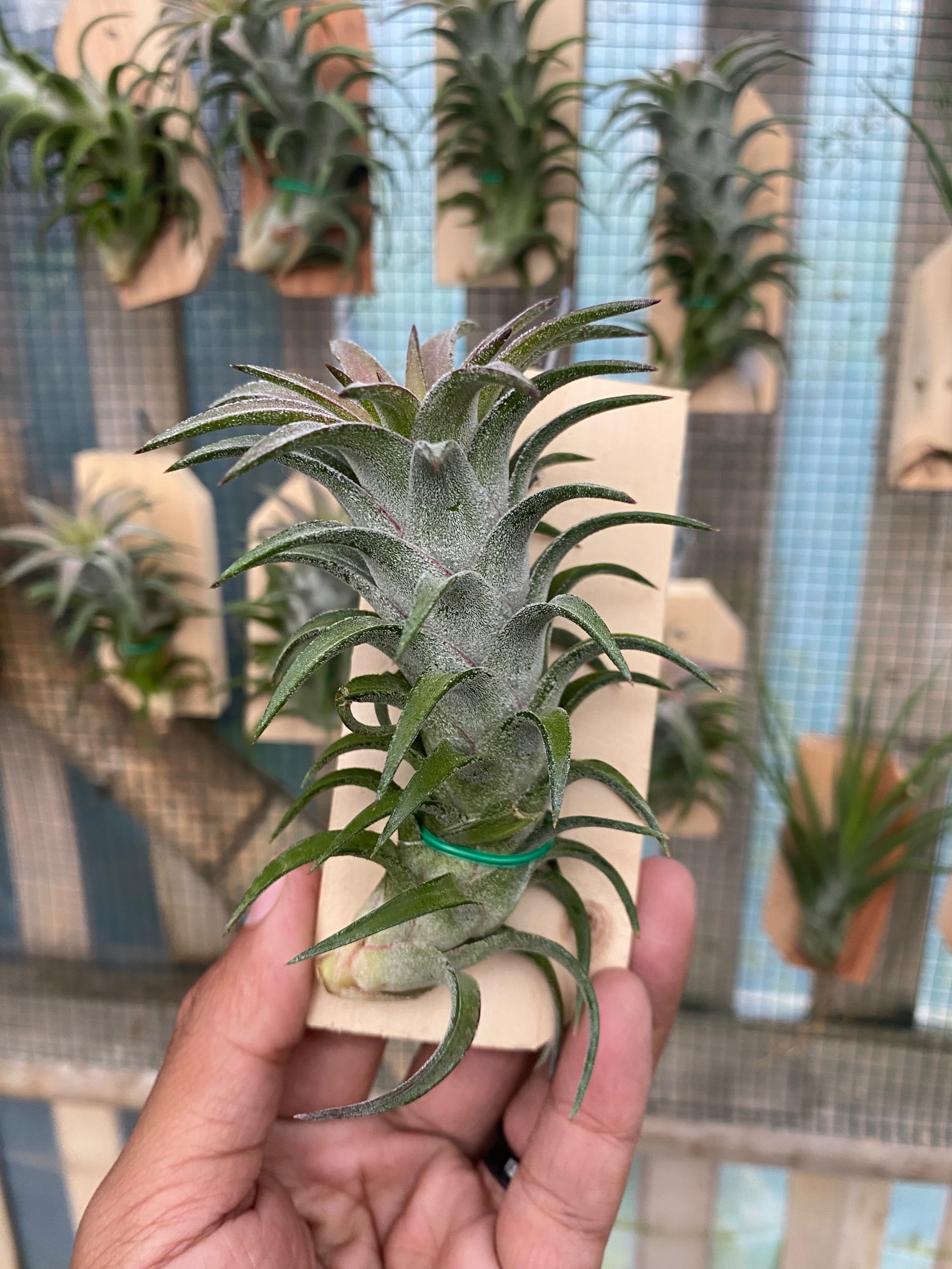 2126. Tillandsia Ionantha Var Vanhyningii - Image 3